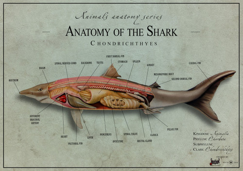 Shark anatomy 2 Poster Canvas Movie Film Print A0 A1 A2 A3 A4 A5 A6 Art Wall Dec