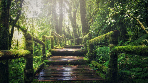 Path in forest Poster Canvas Movie Film Print A0 A1 A2 A3 A4 A5 A6 Art Wall Deco