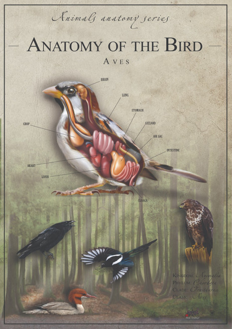 Bird anatomy 1 Poster Canvas Movie Film Print A0 A1 A2 A3 A4 A5 A6 Art Wall Deco