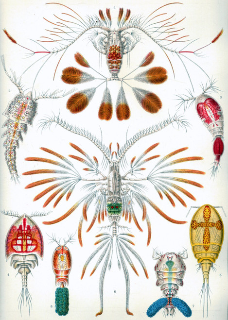 Haeckel_Copepoda Poster Canvas Movie Film Print A0 A1 A2 A3 A4 A5 A6 Art Wall De Haeckel_Copepoda Poster Canvas Movie Film Print A0 A1 A2 A3 A4 A5 A6 Art Wall De
