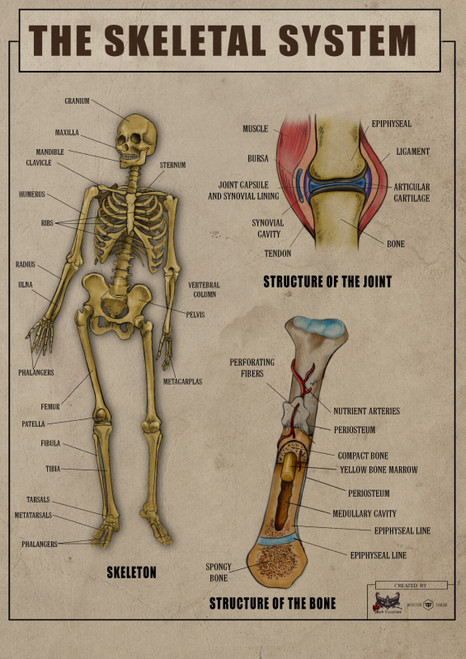 skeletal system 2 Poster Canvas Movie Film Print A0 A1 A2 A3 A4 A5 A6 Art Wall D