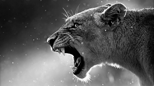 lioness-in-black--white-wallpaper Art Gallery Poster Canvas Print Wall Decoratio