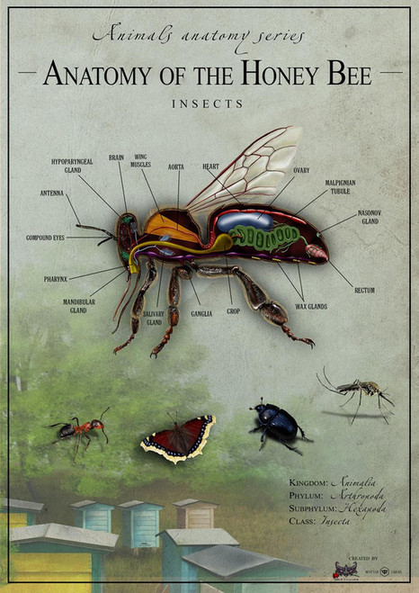 Anatomy of the bee