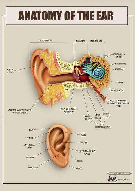 Anatomy of the Ear 1