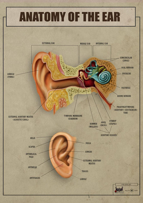 Anatomy of the Ear 2