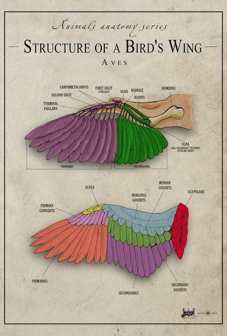 Bird s wing structure