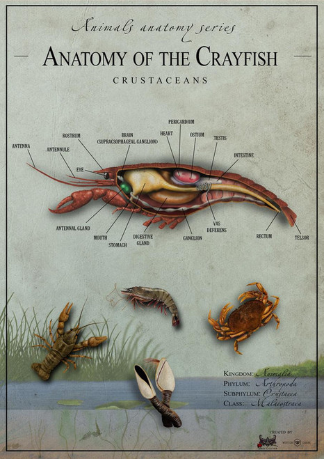 Crayfish anatomy