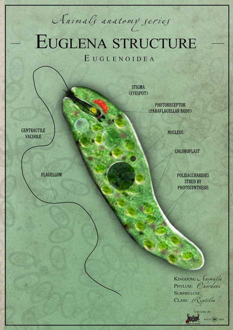 Euglena anatomy
