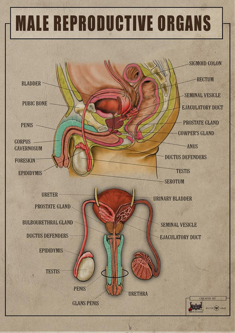 Male Reproductive Organs 2