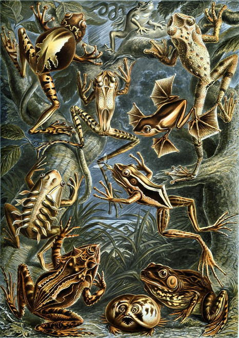 Vintage Frogs chart