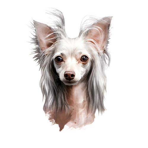 Chinese Crested (5) Poster Canvas Movie Film Print A0 A1 A2 A3 A4 A5 A6 Art Wall