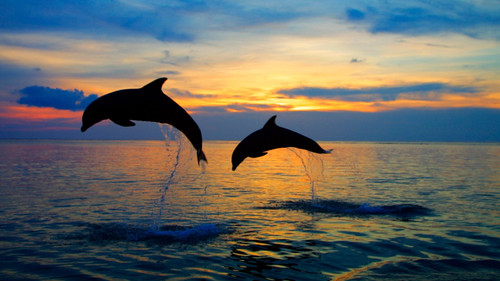 Leaping Bottlenose Dolphins, Caribbean Poster Canvas Movie Film Print A0 A1 A2 A