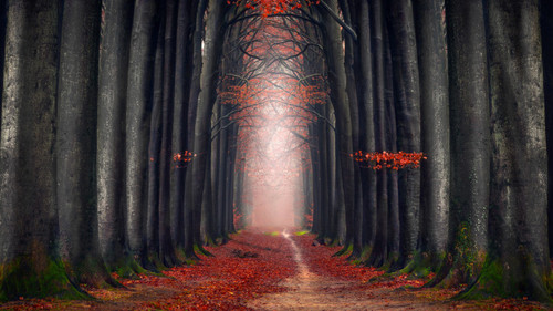 autumn_forest_5k_6-5120x2880 Poster Canvas Print Art Painting Decor Reprint wall