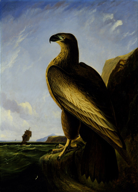 John James Audubon - Washington Sea Eagle Poster Canvas Movie Film Print A0 A1 A