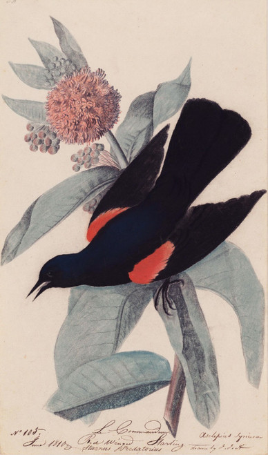 John James Audubon - Red winged blackbird Poster Canvas Movie Film Print A0 A1 A