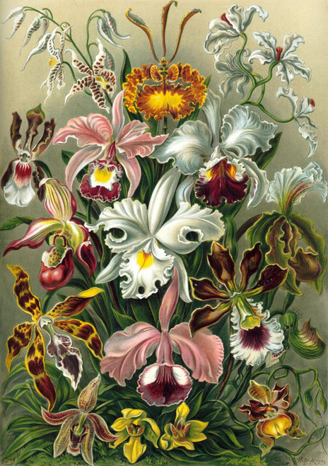 ernst-haeckel-art-forms-in-nature-plate-74-orchidae-1904-trivium-art-history Pos