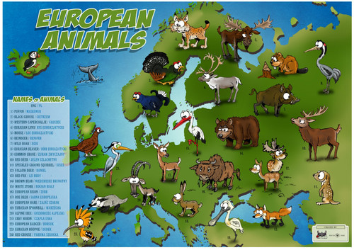 european animals Poster Canvas Movie Film Print A0 A1 A2 A3 A4 A5 A6 Art Wall De
