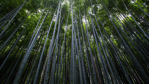 Bamboo forest Poster Canvas Movie Film Print A0 A1 A2 A3 A4 A5 A6 Art Wall Decor