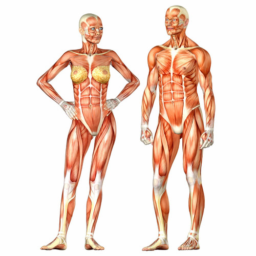 Anatomy and Medicine artistic photo (81) Poster Canvas Movie Film Print A0 A1 A