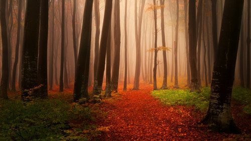 Autumn Forest - Poster (A0-A4) Film Movie Picture Wall Decor Actor