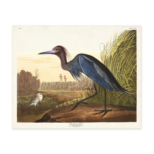 John James Audubon - Blue Grane Poster Canvas Movie Film Print A0 A1 A2 A3 A4 A5