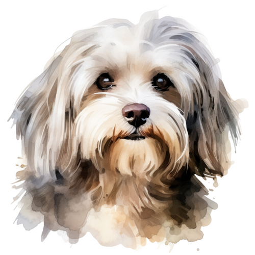Havanese (3) Poster Canvas Print Art Painting Decor Reprint wall A0 A1 A2 A3 A4