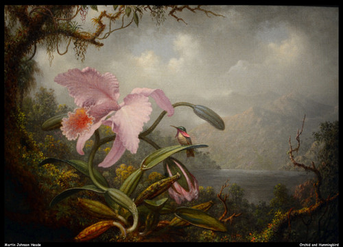 martin-johnson-heade---orchid-and-hummingbird--jpb_23925354050_o(1) Poster Canva