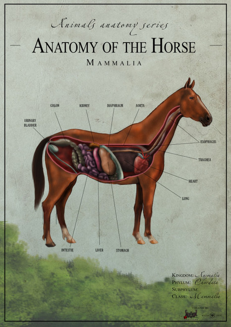 Horse anatomy Poster Canvas Movie Film Print A0 A1 A2 A3 A4 A5 A6 Art Wall Decor