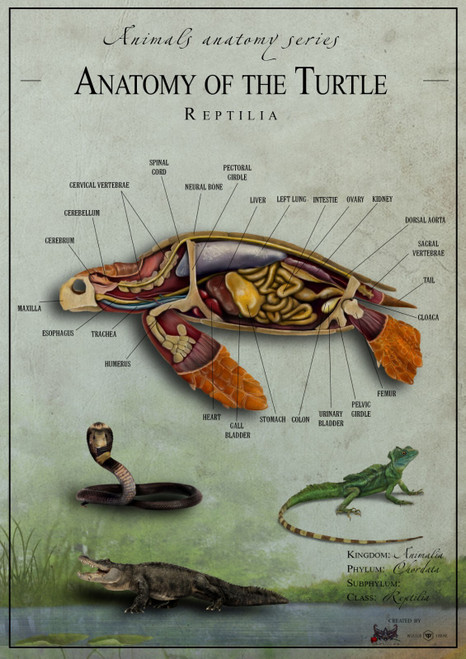 Turtle anatomy Poster Canvas Movie Film Print A0 A1 A2 A3 A4 A5 A6 Art Wall Deco