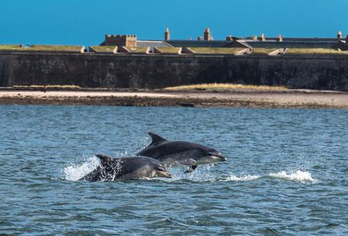 team-of-bottlenose-dolphin-jumping-in-the-moray-royalty-free-image-1577779104 Po