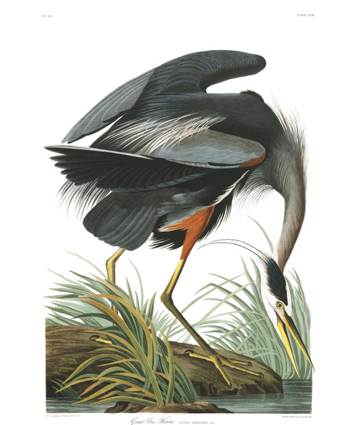 John James Audubon - Great Blue Heron 1 Poster Canvas Movie Film Print A0 A1 A2
