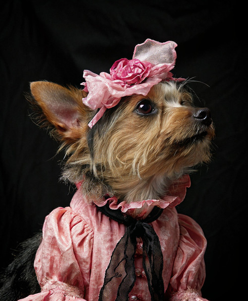 Lady Pet PortraitRegal Pet PortraitHistory Pet PortraitPortrait CustomPet Portra