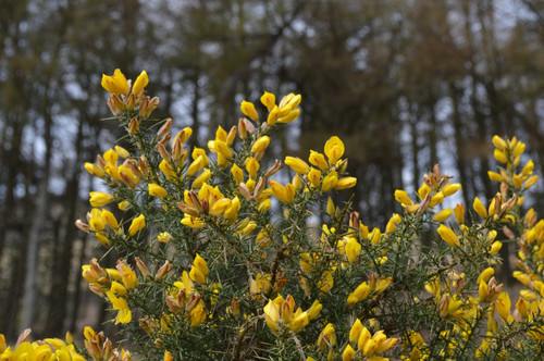 Spring 4 Poster Canvas Movie Film Print A0 A1 A2 A3 A4 A5 A6 Art Wall Decoration