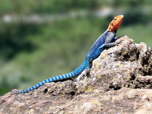 Red-headed_Rock_Agama Poster Canvas Movie Film Print A0 A1 A2 A3 A4 A5 A6 Art Wa
