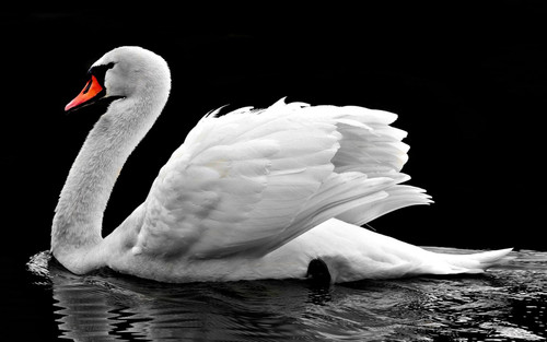 swan 3-x Poster Canvas Movie Film Print A0 A1 A2 A3 A4 A5 A6 Art Wall Decoration