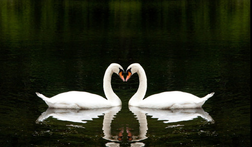 swans 4 Poster Canvas Movie Film Print A0 A1 A2 A3 A4 A5 A6 Art Wall Decoration