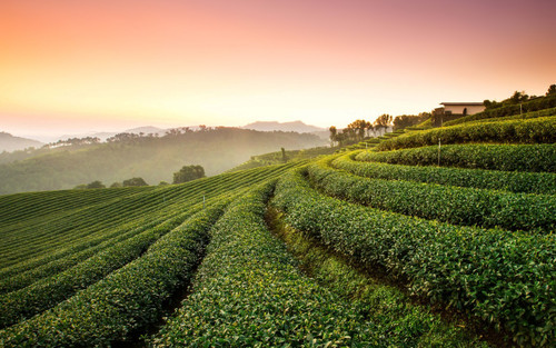 Tea Plantation Landscape Poster Canvas Movie Film Print A0 A1 A2 A3 A4 A5 A6 Art