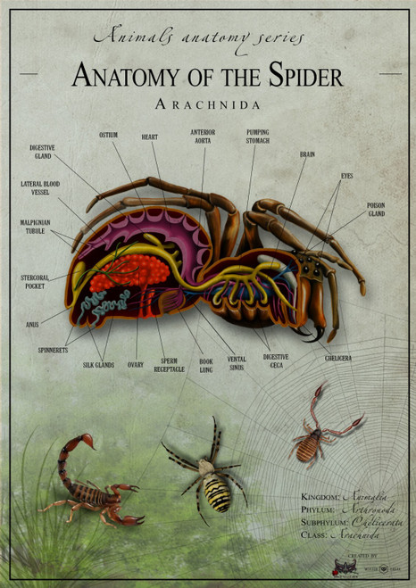 Spider anatomy 2 Poster Canvas Movie Film Print A0 A1 A2 A3 A4 A5 A6 Art Wall De