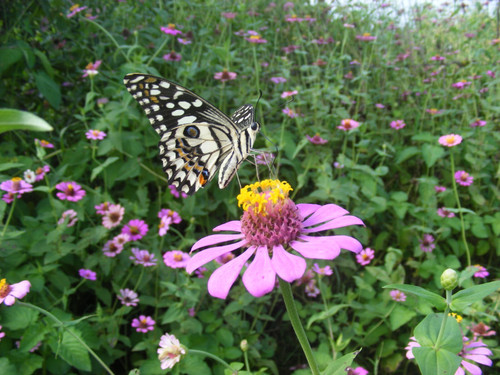 Lime_Butterfly_Papilio_demoleus_on_Zinnia_Yavatmal_Maharashtra_DSCF4513_Raju_Kas
