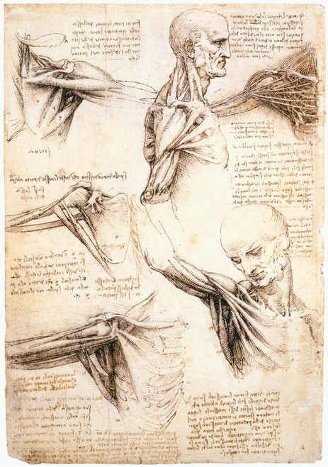 Leonardo_da_Vinci_Anatomical_studies_of_the_shoulder Art Gallery Poster Canvas P