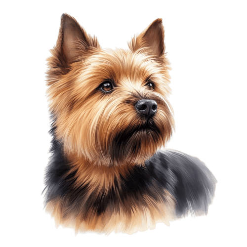 208 Norwich Terrier Poster Canvas Movie Film Print A0 A1 A2 A3 A4 A5 A6 Art Wall