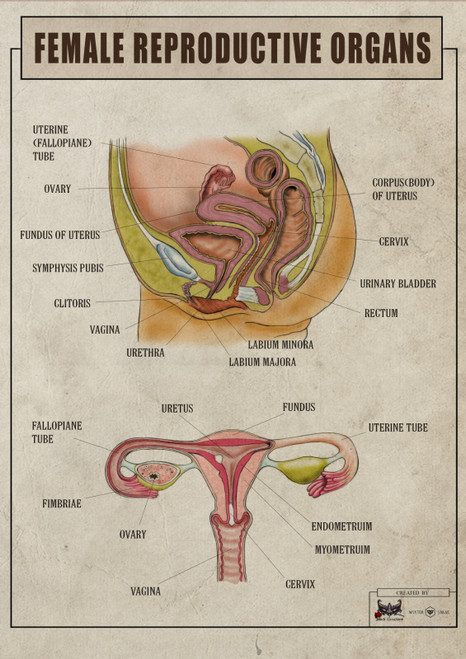 female Poster Canvas Movie Film Print A0 A1 A2 A3 A4 A5 A6 Art Wall Decoration