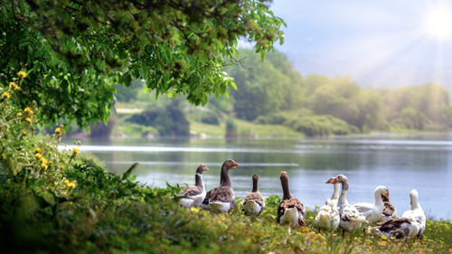 wild-geese-ac-5120x2880 Poster Canvas Movie Film Print A0 A1 A2 A3 A4 A5 A6 Art