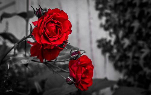 Black_and_white_Roses Poster Canvas Movie Film Print A0 A1 A2 A3 A4 A5 A6 Art Wa