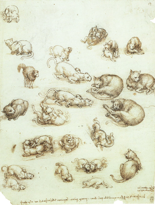 Leonardo da Vinci - Studies of Cats, a Dragon and Other Animals Art Gallery Post