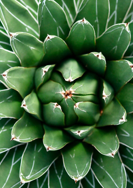 CACTUS ART Minimalist Modern Botanical Photography Prints (4) Poster Canvas Movi
