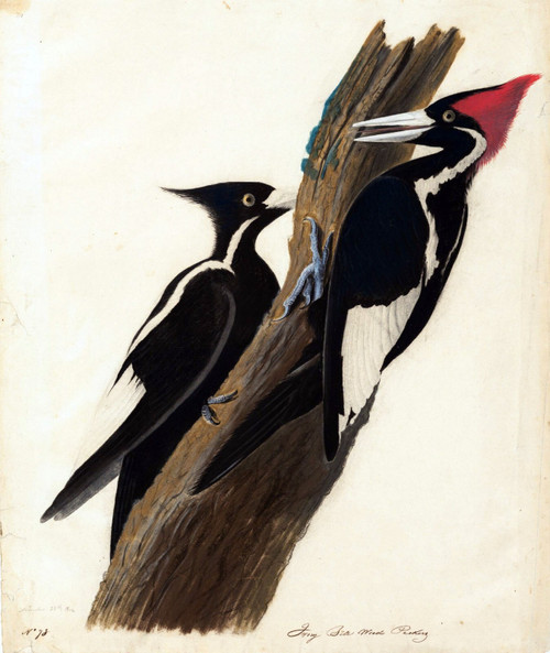 John James Audubon - ivory billed woodpecker Poster Canvas Movie Film Print A0 A