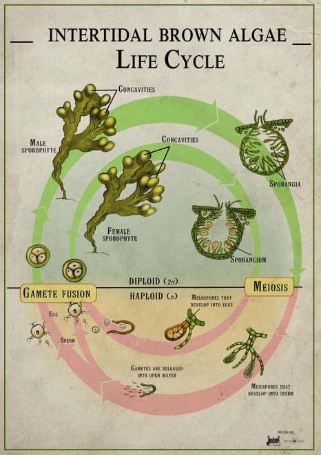 Brown Algae Life Cycle Biology Poster Canvas Picture Art Movie Car Game Film