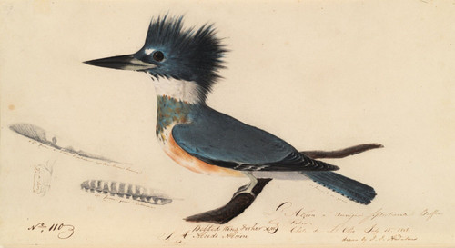 John James Audubon - belted kingfisher Poster Canvas Movie Film Print A0 A1 A2 A