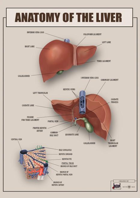 Anatomy of the Liver 2 Poster Canvas Movie Film Print A0 A1 A2 A3 A4 A5 A6 Art W